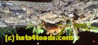 /home//u458753944/public_html/sourcegallery////Roxborough Toad Detour/2025/2025-04-19/20250419_210947.jpg